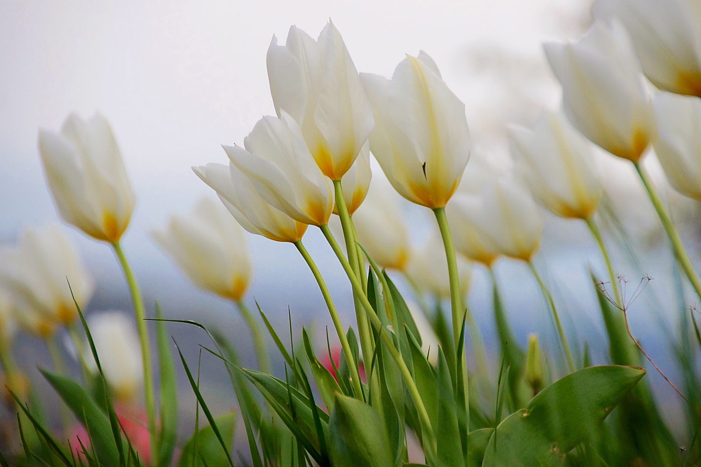 White Tulip Flowers